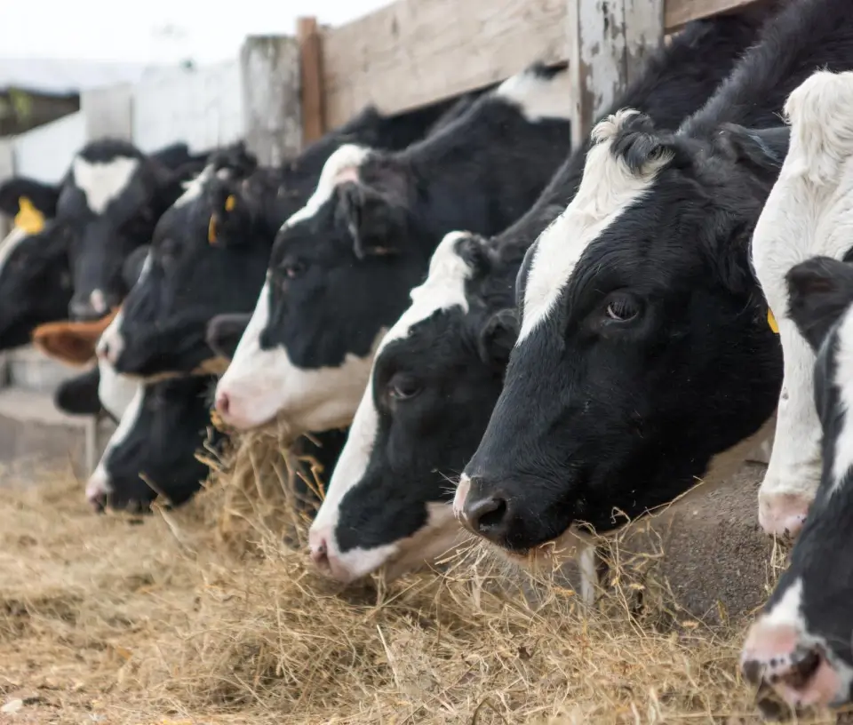 Animal Feed Enzymes